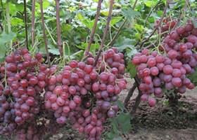 宁夏“高位嫁接”解决葡萄产业发展瓶颈